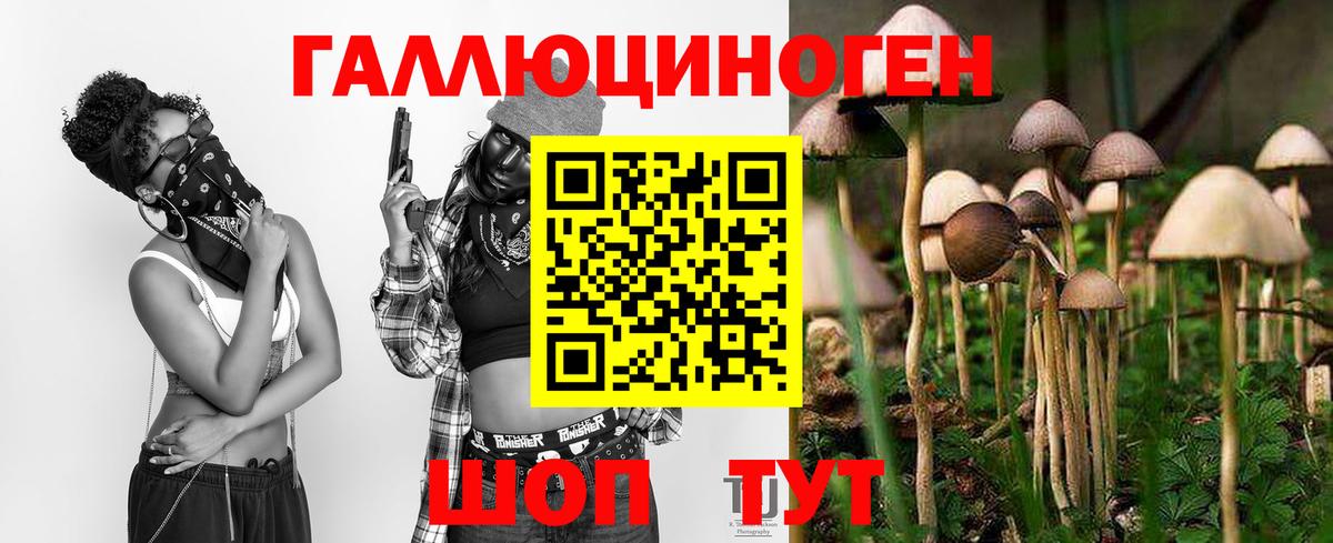 Псилоцибиновые грибы Psilocybine cubensis Обнинск